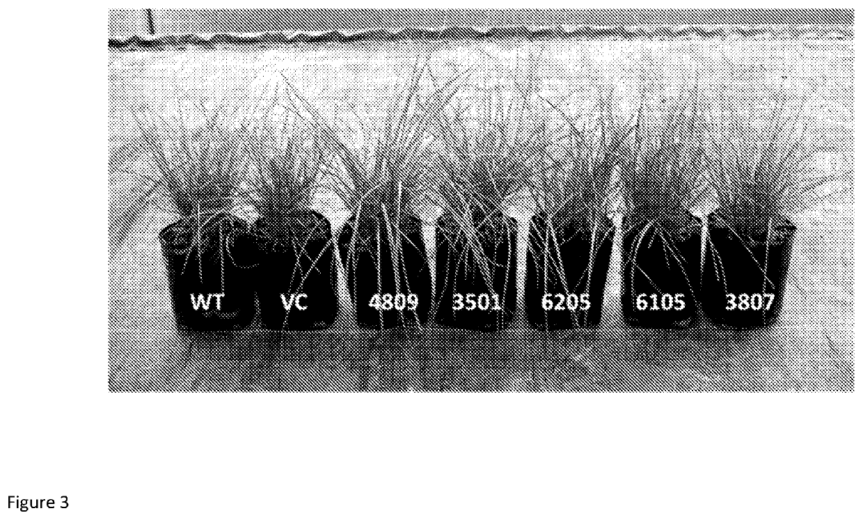 Methods for improving photosynthetic organisms