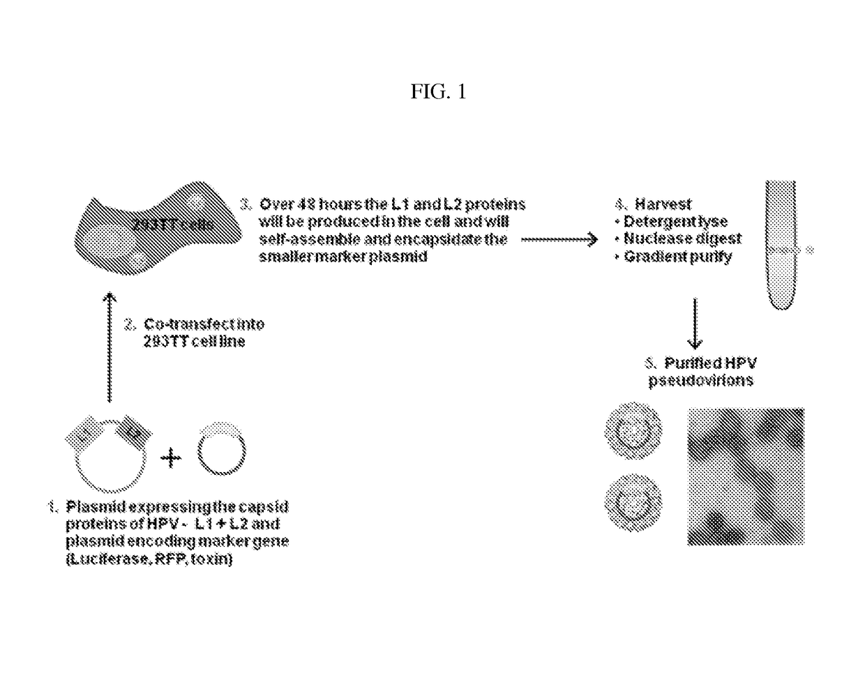 Virion-derived nanospheres for selective delivery of therapeutic and diagnostic agents to cancer cells