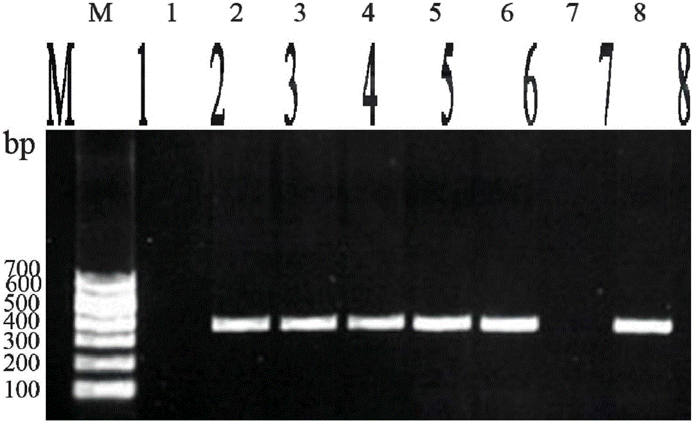 PCR detection kit and method for Klebsiella pneumonia infecting Chinese giant salamanders