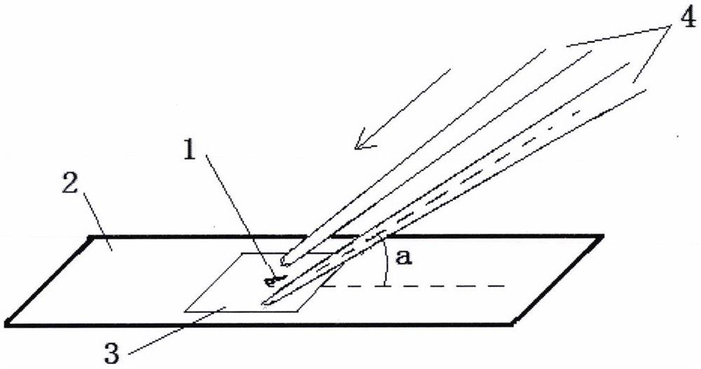 Manufacturing method of fruit fly salivary gland chromosome permanent loading slide