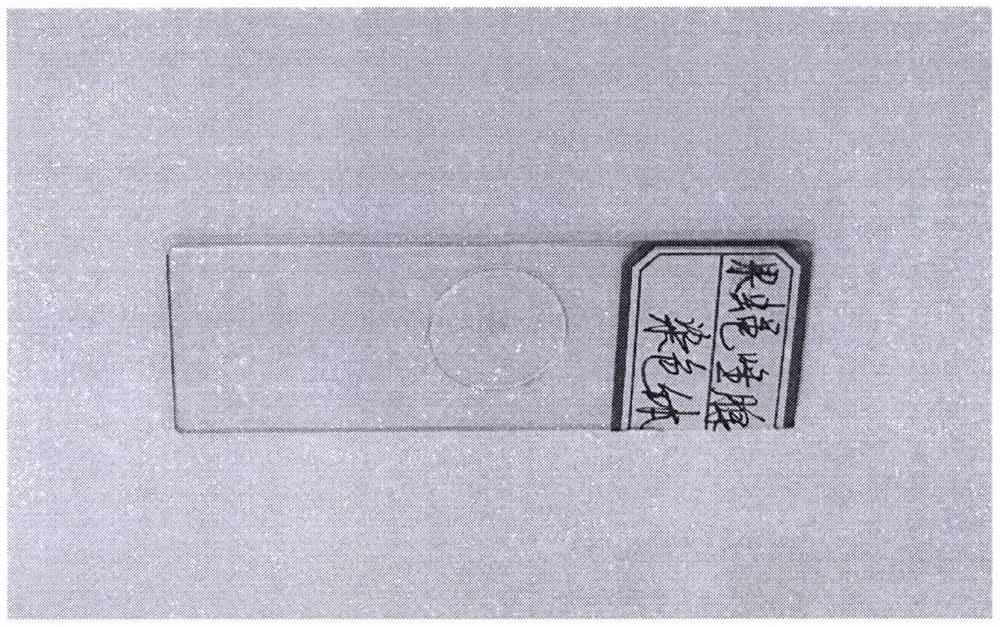 Manufacturing method of fruit fly salivary gland chromosome permanent loading slide