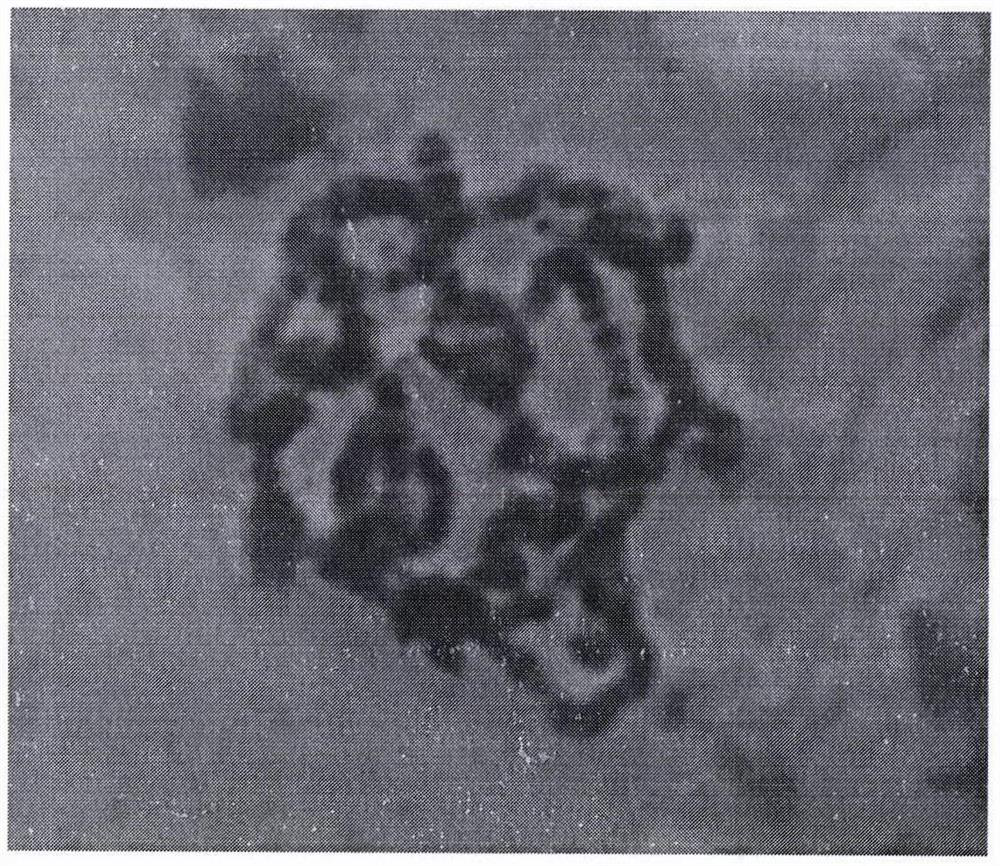 Manufacturing method of fruit fly salivary gland chromosome permanent loading slide