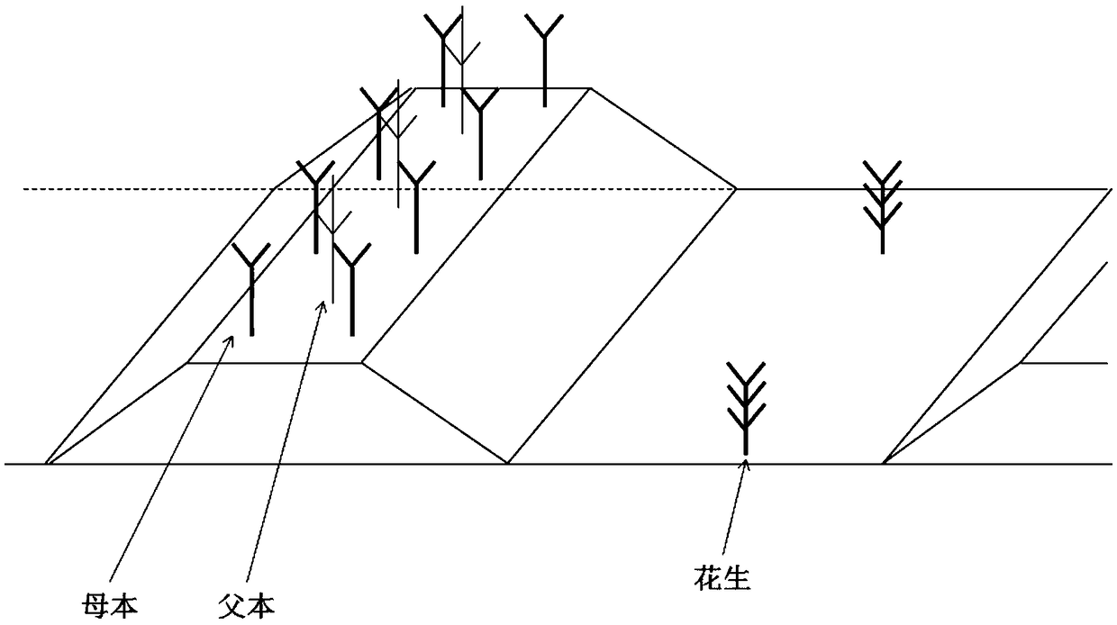 Seed production and seedling raising method of new species of salvia miltiorrhiza