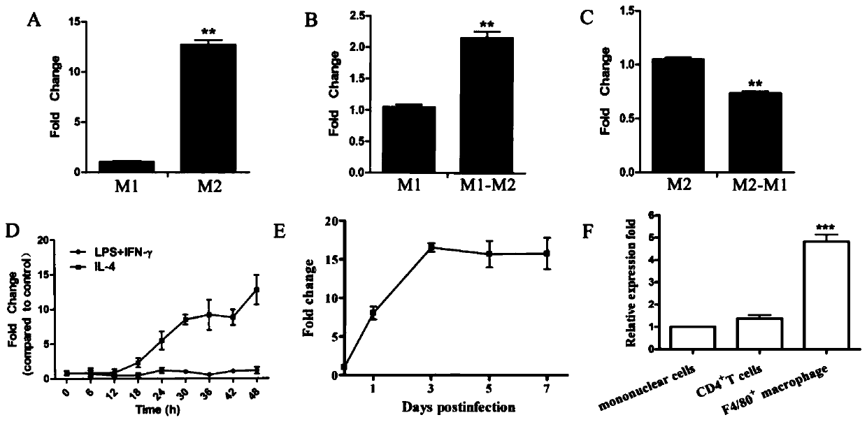 Application of IncRNA in regulating polarization of macrophages in viral myocarditis