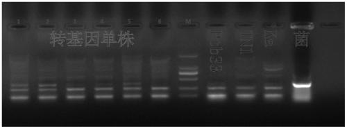 Rice brown planthopper resistance gene bph28 and its application