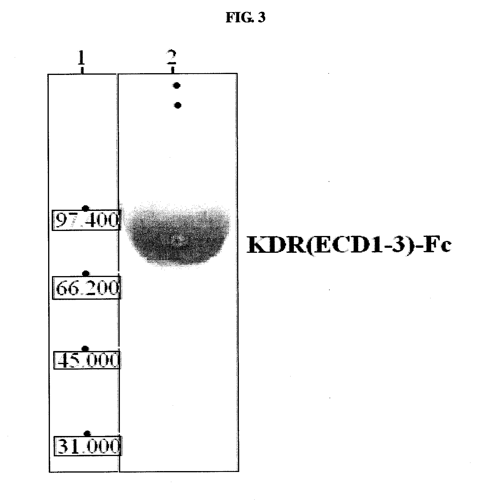 Human monoclonal antibody neutralizing vascular endothelial growth factor receptor and use thereof