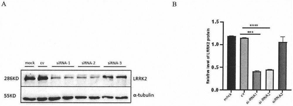 Targeted siRNA expression plasmid aiming at LRRK2 and application of siRNA expression plasmid in aspect of Parkinson's disease