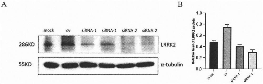 Targeted siRNA expression plasmid aiming at LRRK2 and application of siRNA expression plasmid in aspect of Parkinson's disease