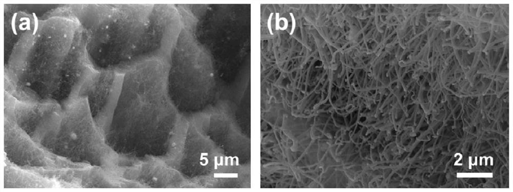 Preparation method and application of a nitrogen-doped carbon nanotube-coated iron nanoparticle Fenton-like catalyst supported by loofah relics