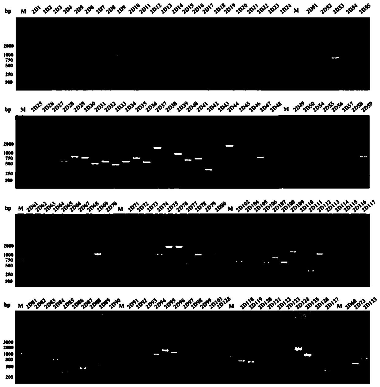 Babesia mocroti 2D41 antigen protein and application thereof