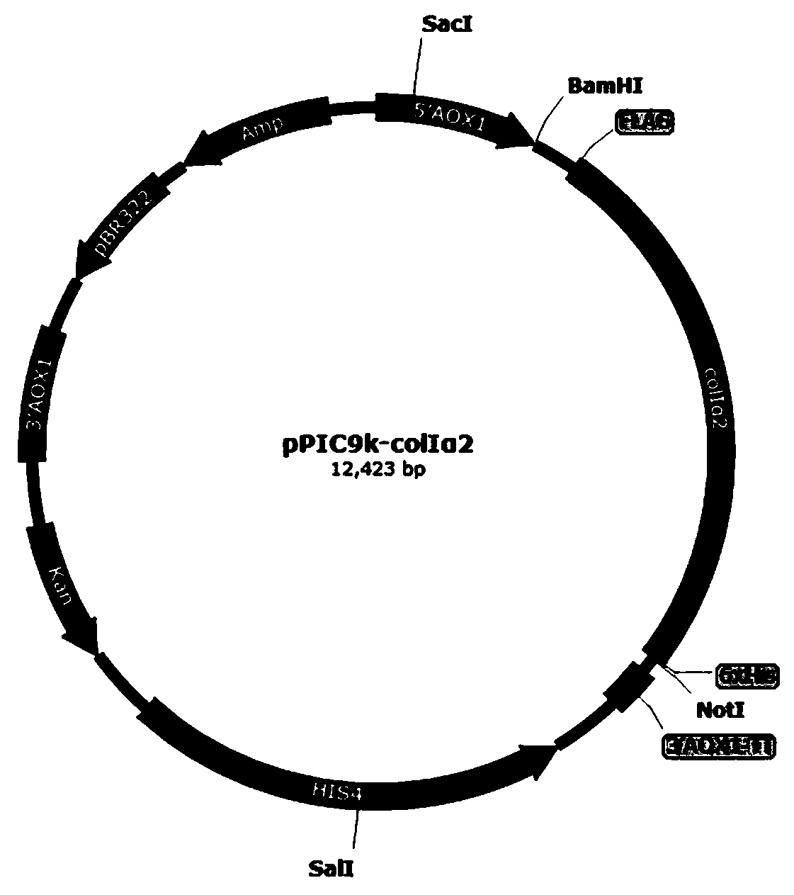 Recombinant human collagen and application thereof