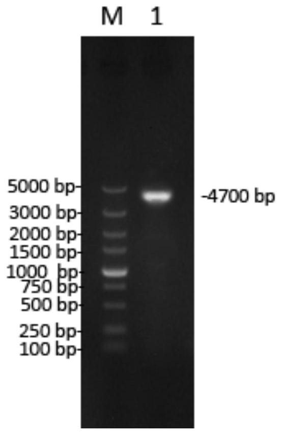 Attenuated pseudorabies virus QD strain by three-gene deletion