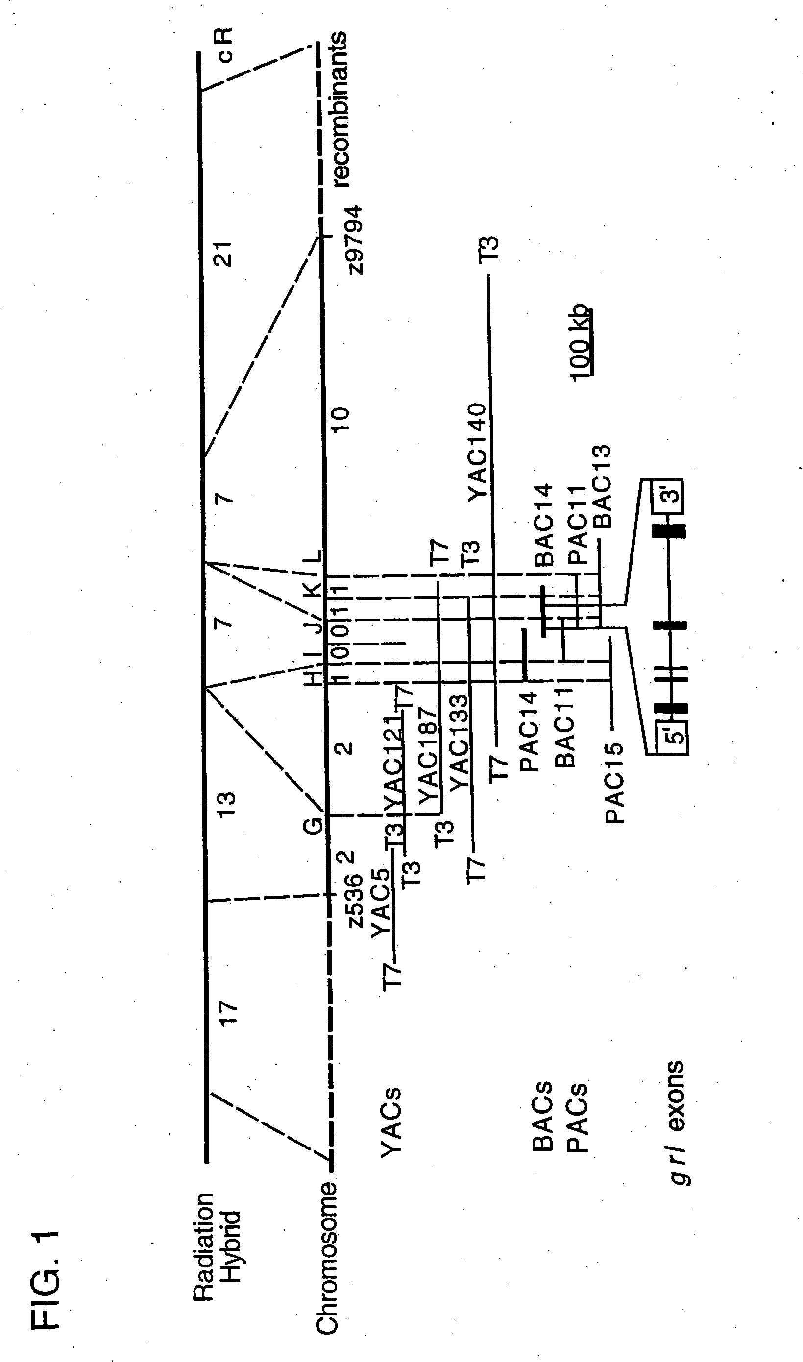 Gridlock nucleic acid molecules, polypeptides, and diagnostic and therapeutic methods