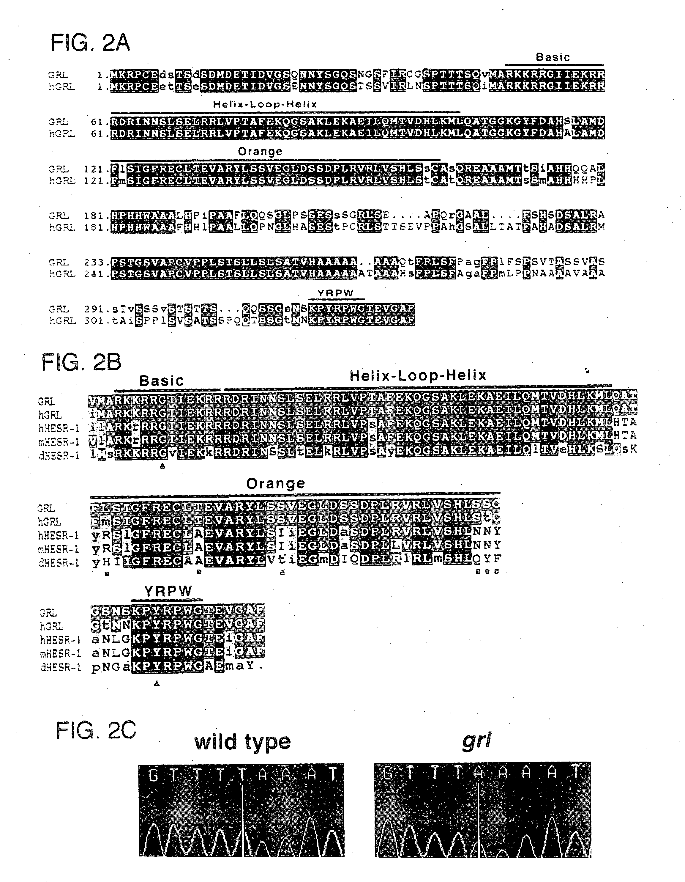 Gridlock nucleic acid molecules, polypeptides, and diagnostic and therapeutic methods