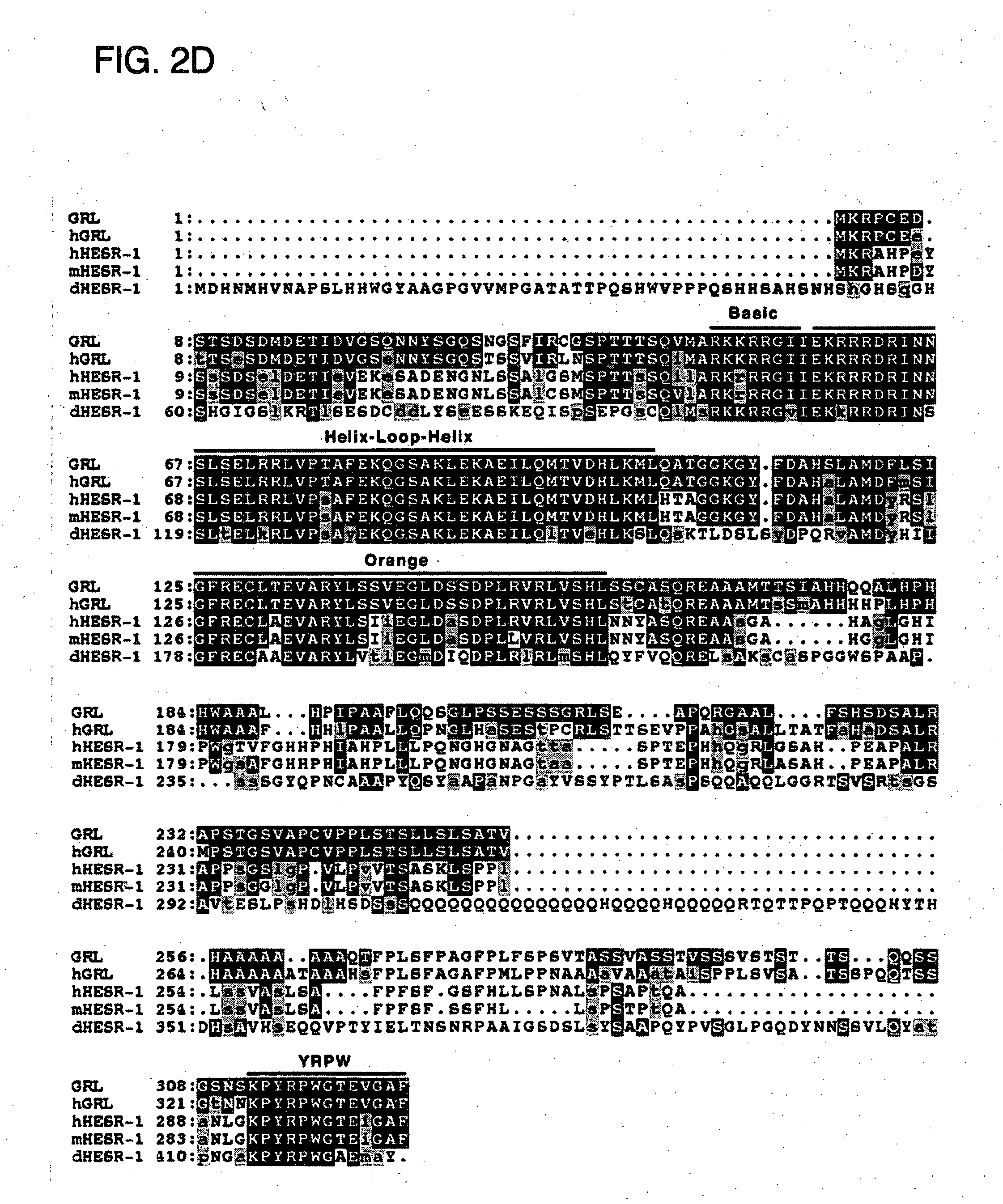 Gridlock nucleic acid molecules, polypeptides, and diagnostic and therapeutic methods