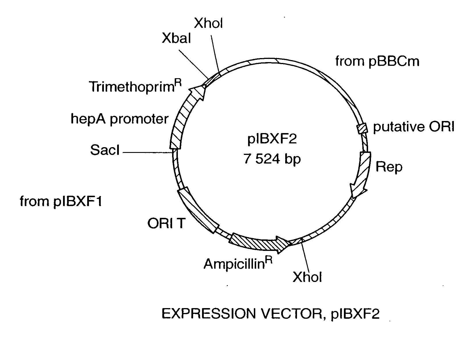 Flavobacterium heparinum expression system