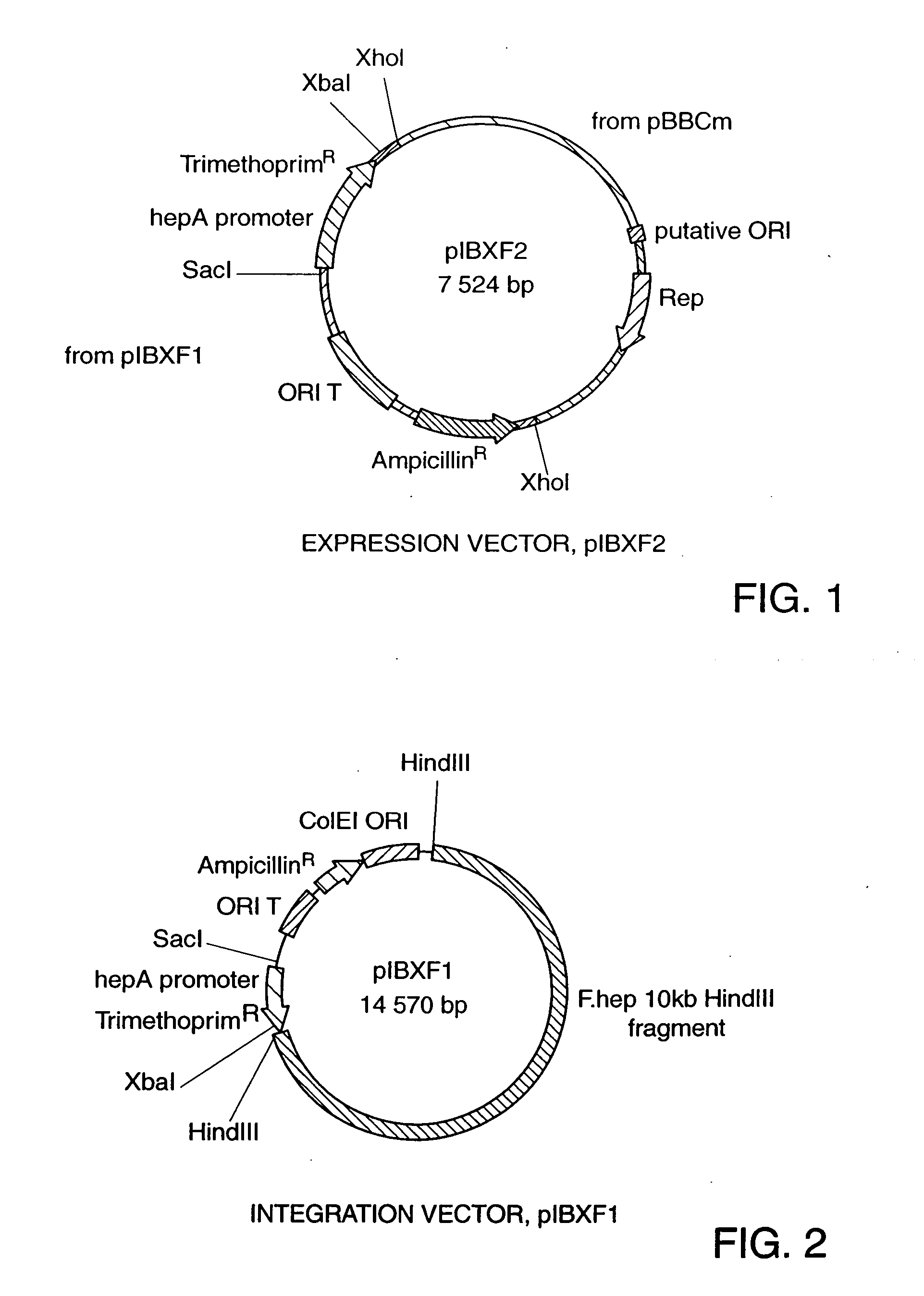 Flavobacterium heparinum expression system