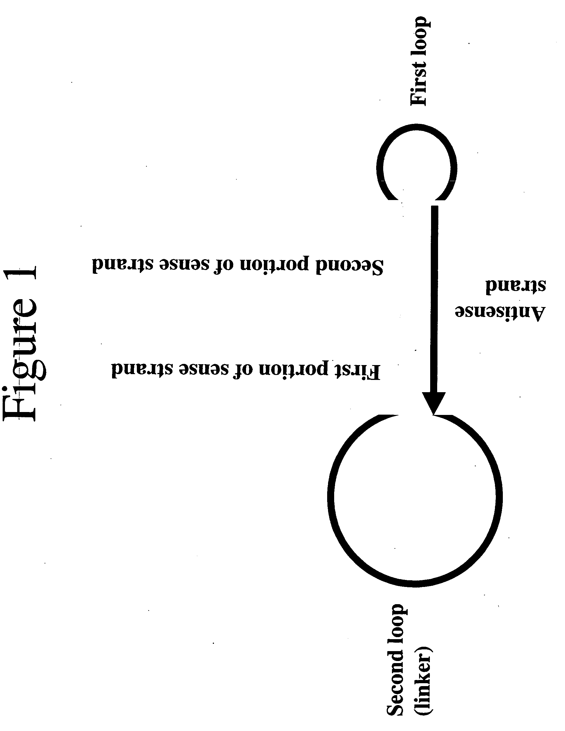 Method of producing short hairpin library