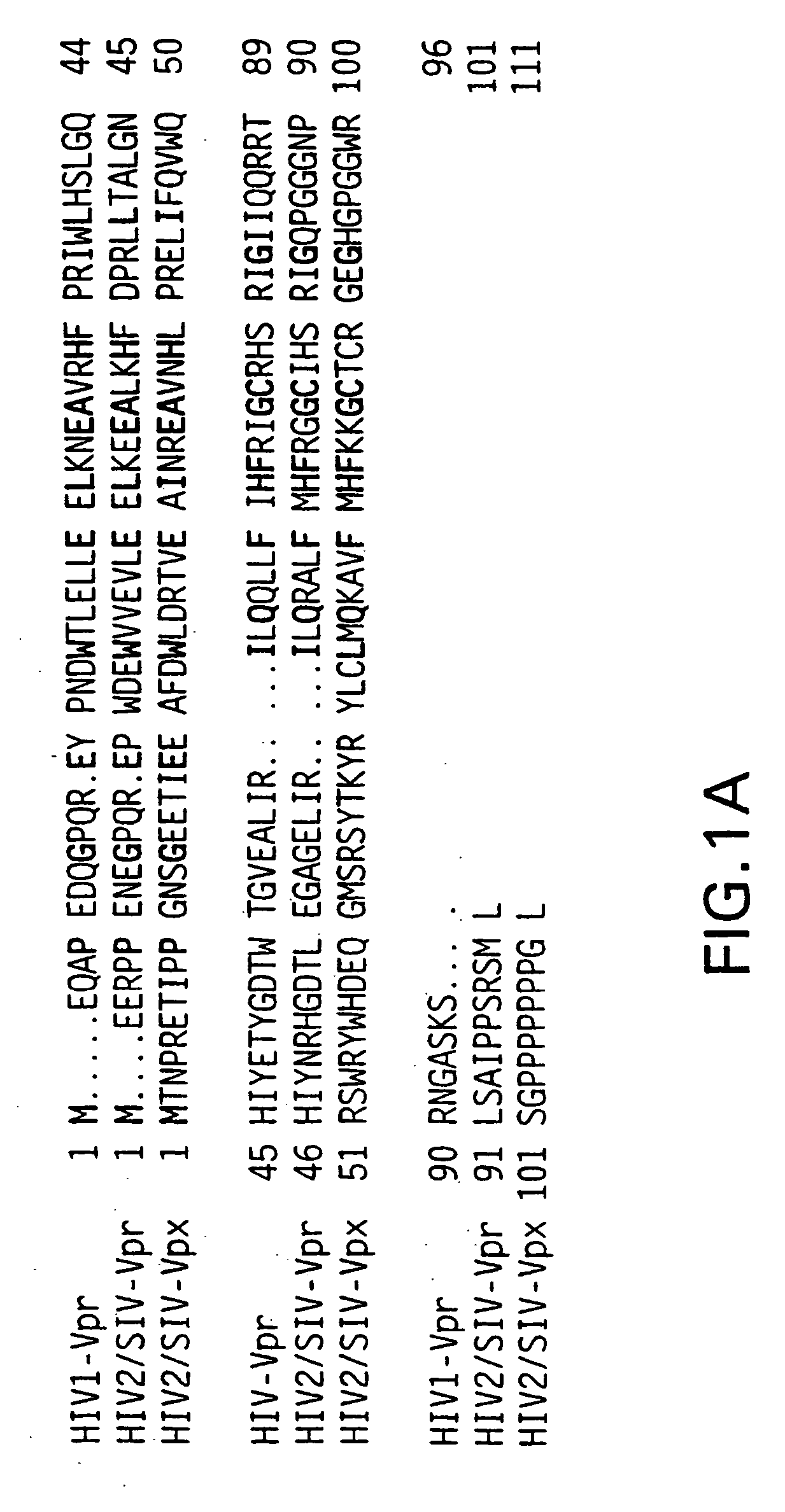 Functional fragments of HIV-1 VPR protein and methods of using the same