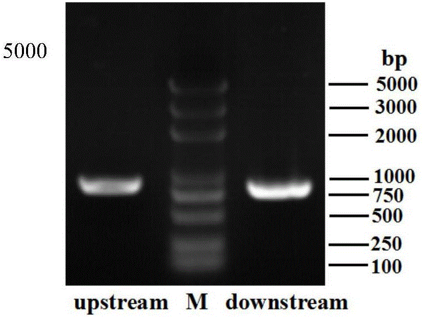 RpsL mutant gene of riemerella anatipestifer and application thereof