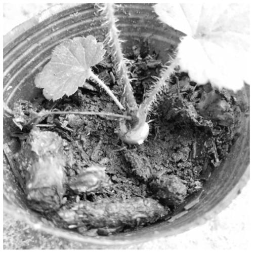 Sexual propagation method of Rodgersia sambucifolia