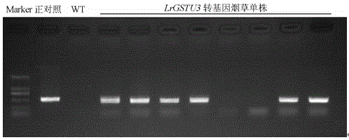A Minjiang lily glutathione s-transferase gene lrgstu3 and its application