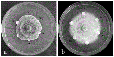 A Minjiang lily glutathione s-transferase gene lrgstu3 and its application