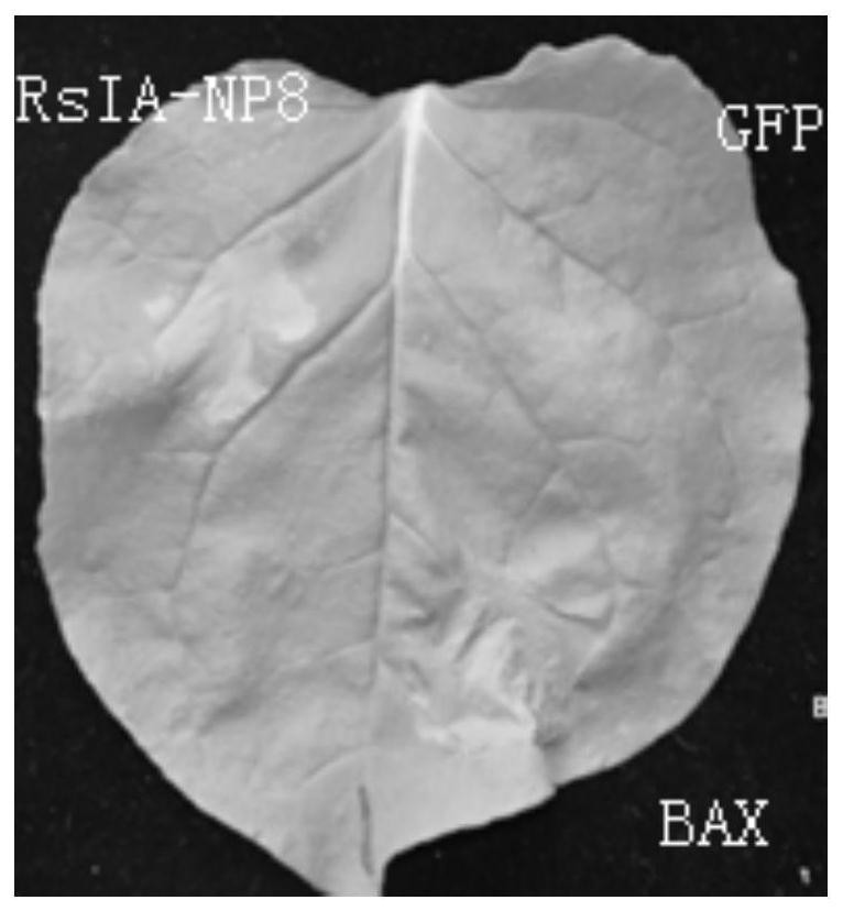 Rice sheath blight effector gene rsia-np8 and its application