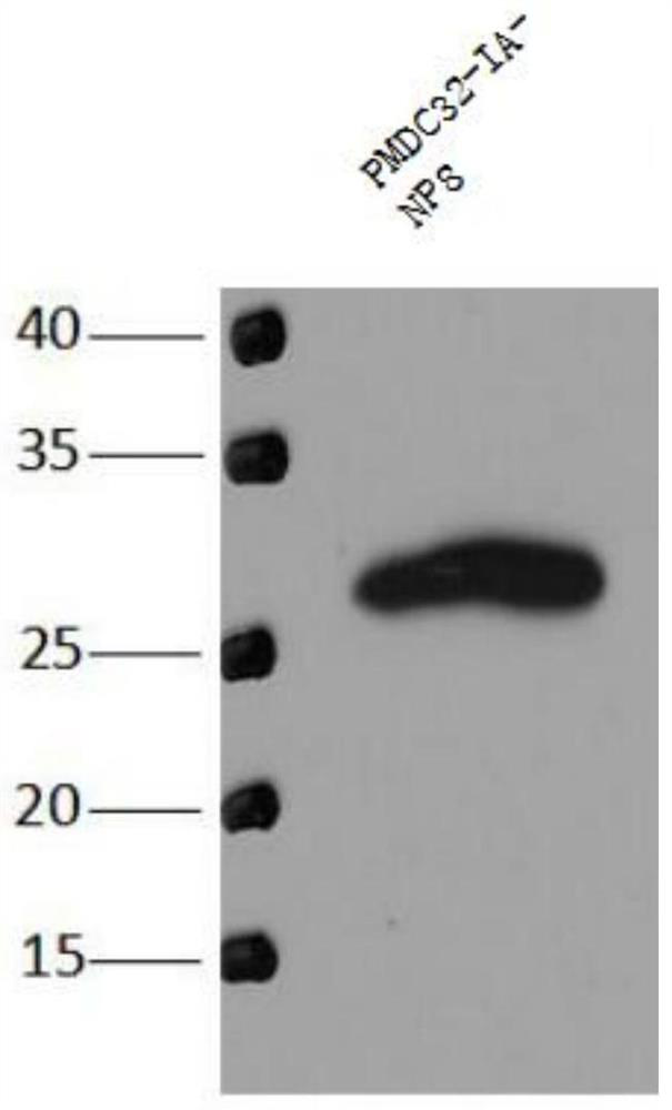 Rice sheath blight effector gene rsia-np8 and its application