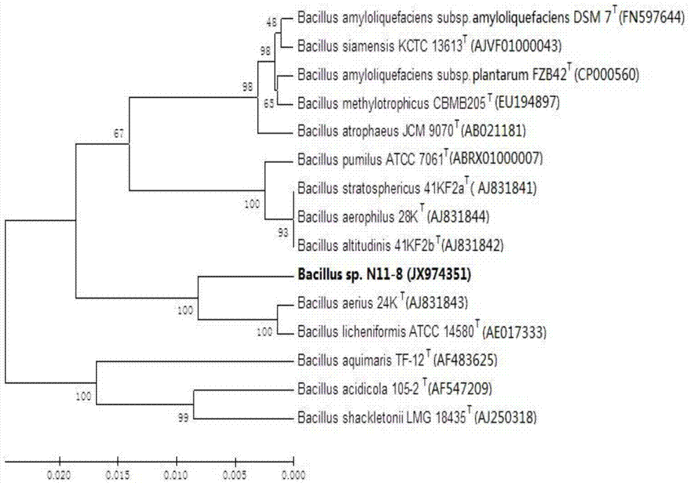 Bacillus sp.N11-8 and active component thereof having antitumor action