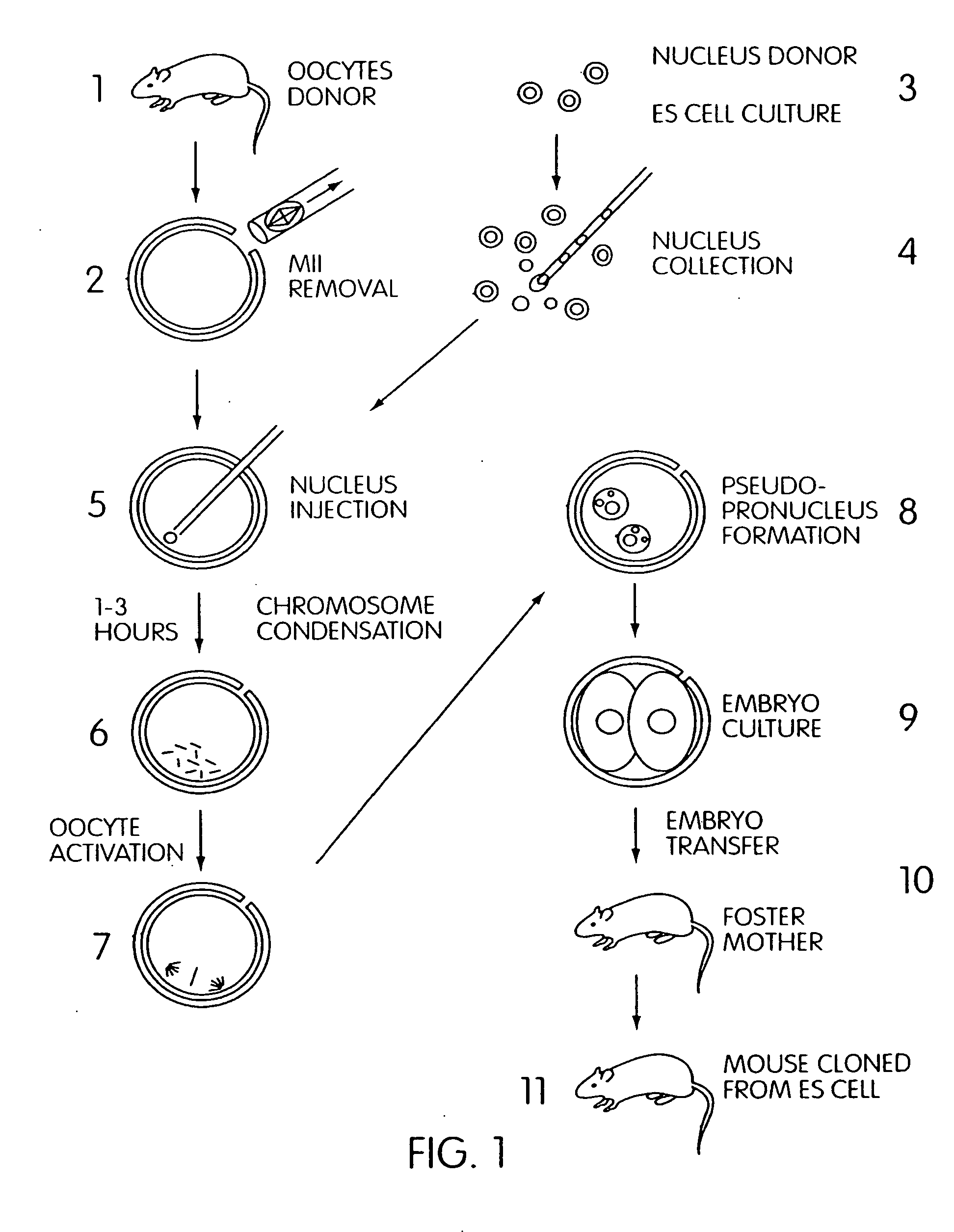Method to produce cloned embryos and adults from cultured cells