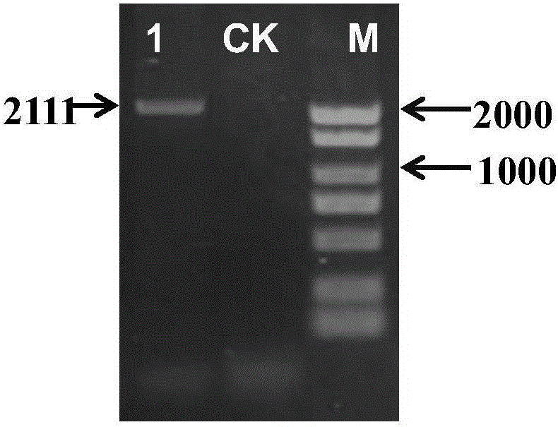 Root specific expression AhOda promoter and application thereof