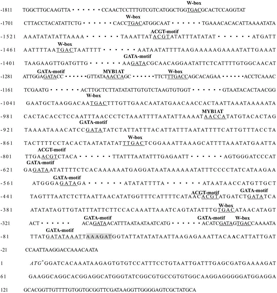 Root specific expression AhOda promoter and application thereof