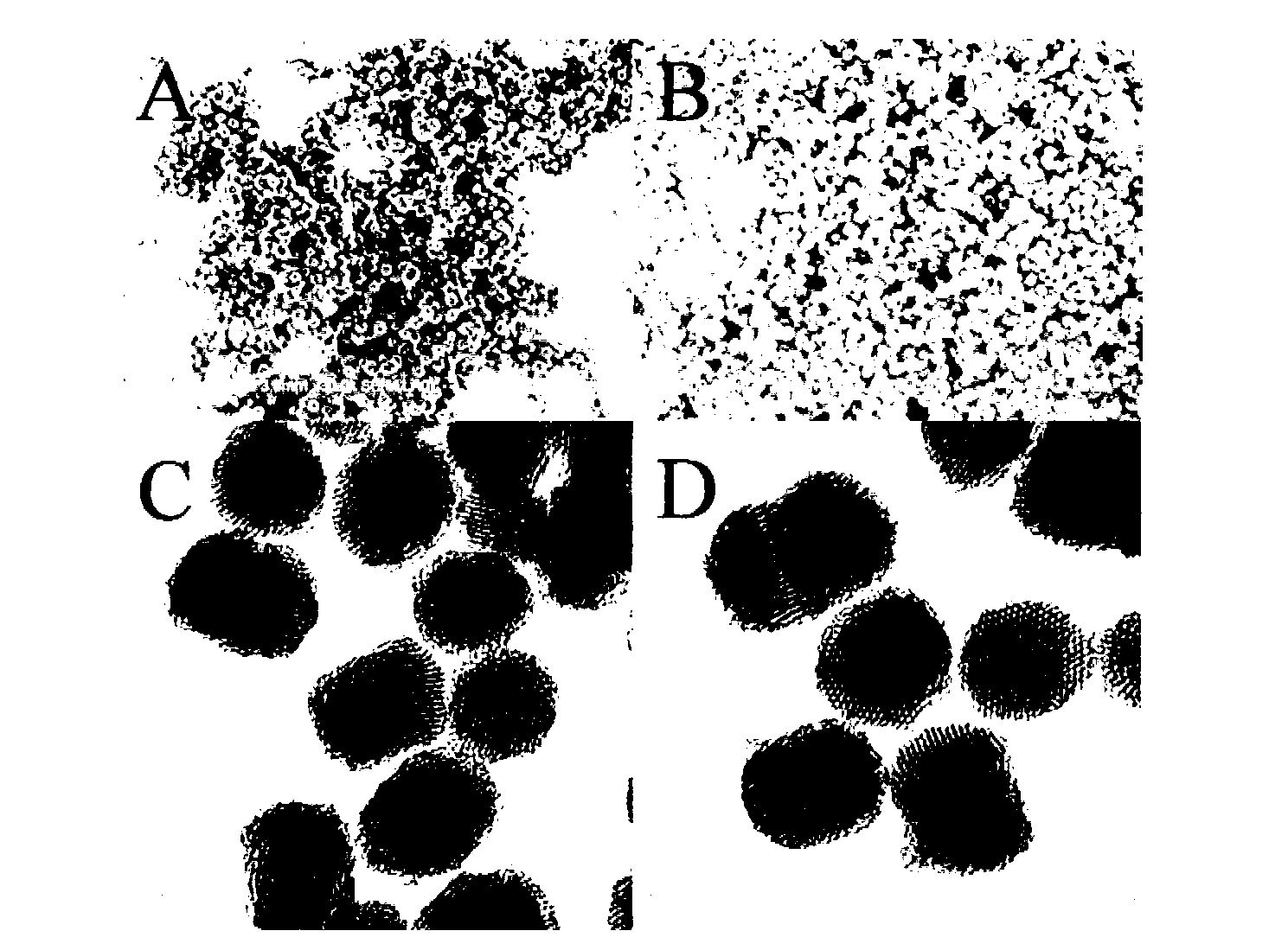 Phosphorodiamidate morpholino oligomer (PMO) fluorescent nanoparticle for detecting mercury ion ratio and preparation method thereof