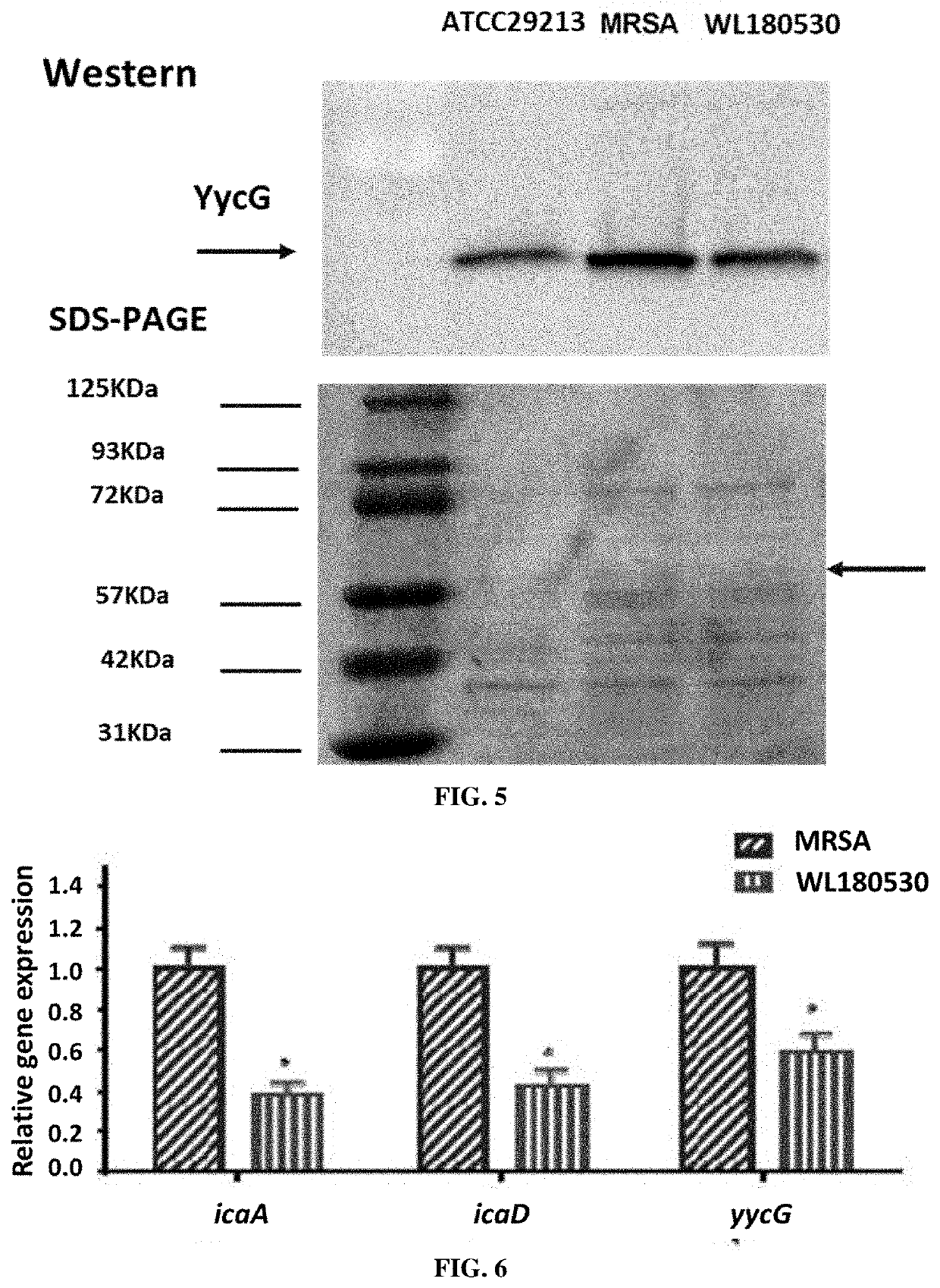 Methicillin-Resistant Staphylococcus Aureus Mutant Strain And Use Thereof