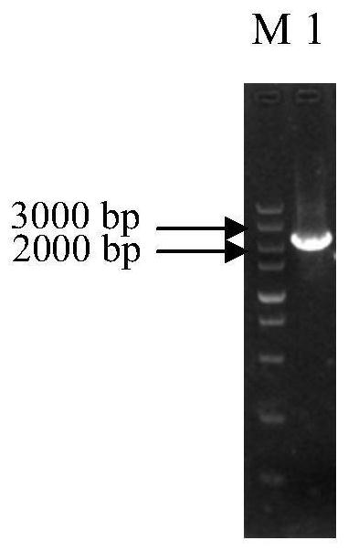 Application of MAL33 gene deletion in improving tolerance of saccharomyces cerevisiae to lignocellulose hydrolysate inhibitor