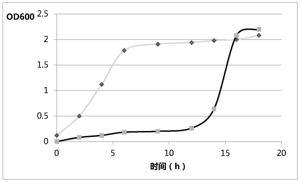 A Mutagenic Strain H8 of Bifidobacterium longum