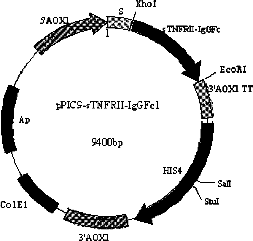 Process for high-efficiency expressing sTNFR/Fc fusion protein in yeast and uses thereof