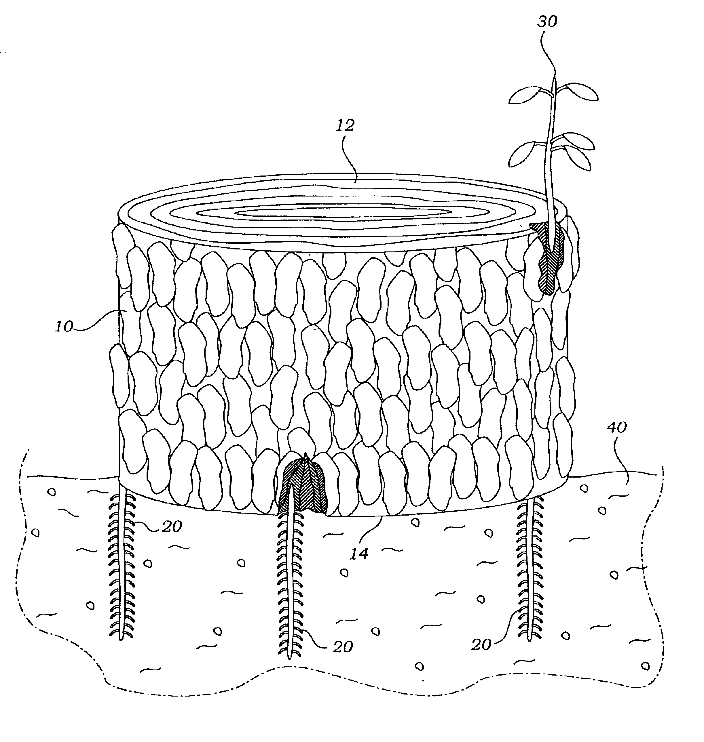 Method of plant propagation using root bark-grafting to sections