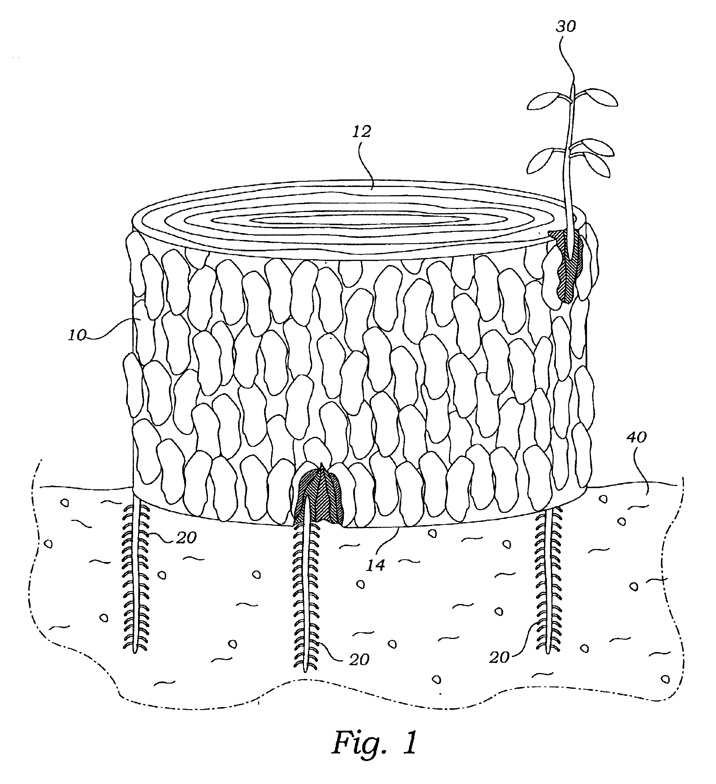 Method of plant propagation using root bark-grafting to sections