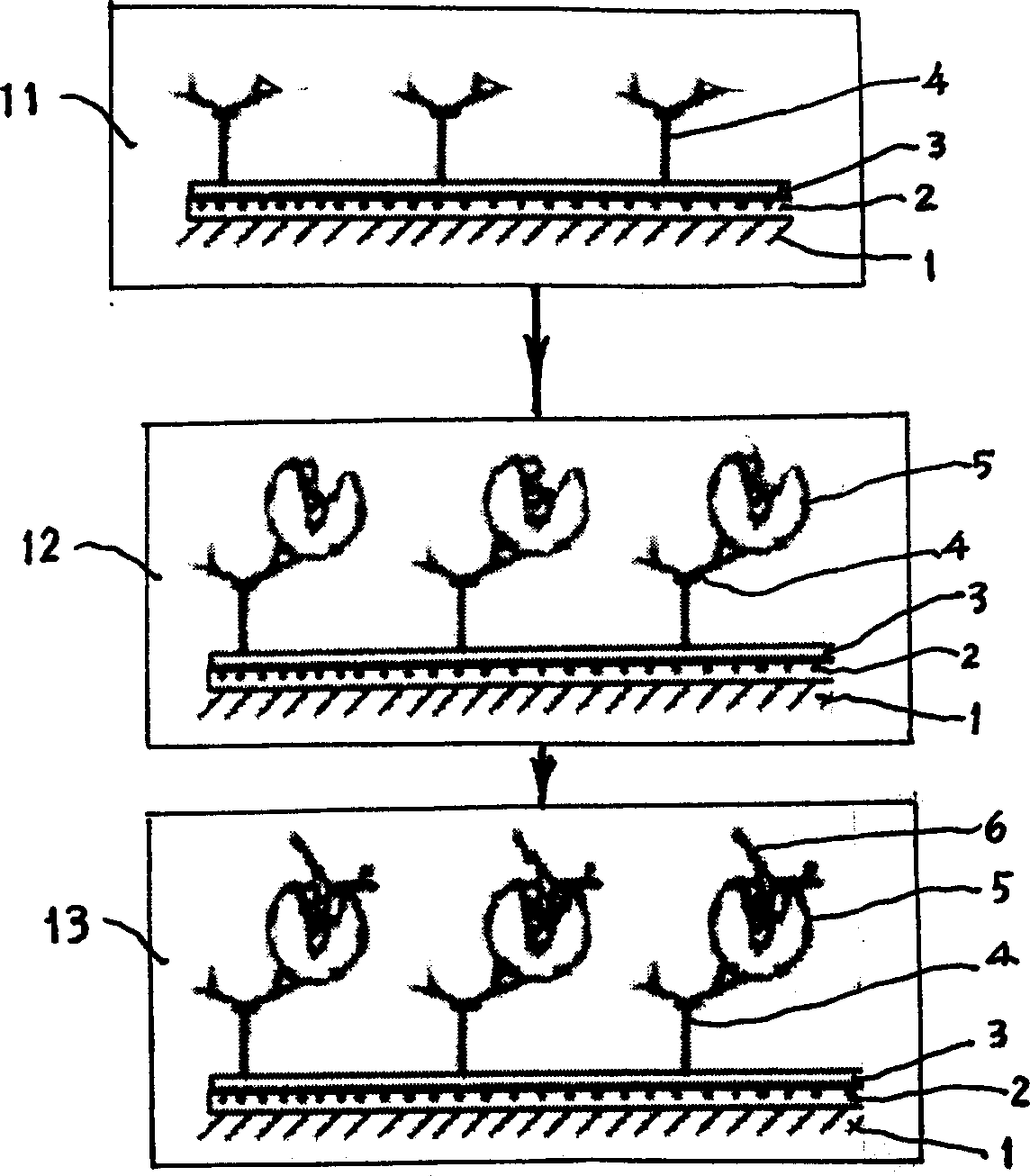 Method for detecting small molecule protein and peptides by using sandwich immunization sensing method