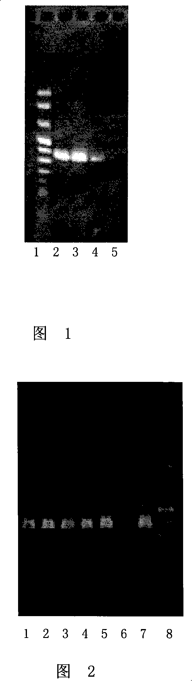 Method for detecting aphid or plant infection RhPV virus