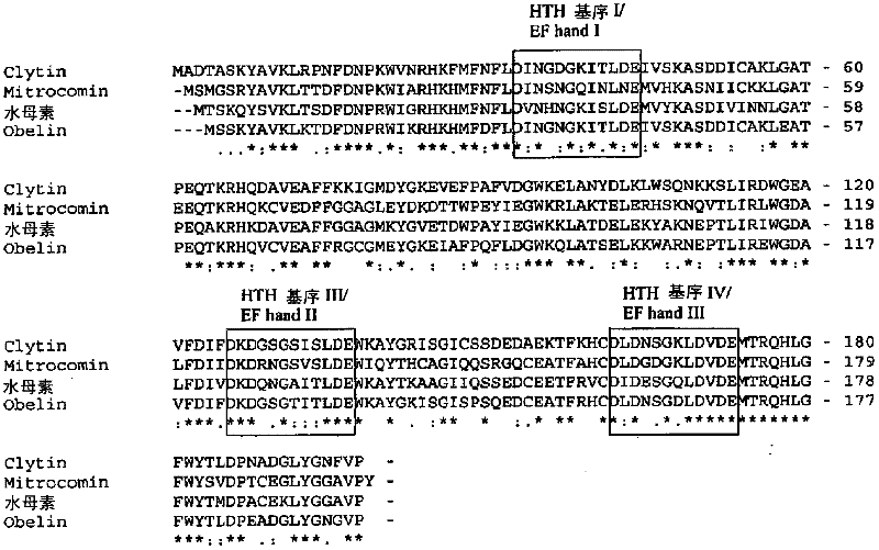 Modified photoproteins with increased affinity for calcium and enhanced bioluminescence and uses thereof