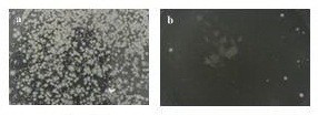 A preparation method for grafting cationic antibacterial coating on the surface of aromatic polymer material