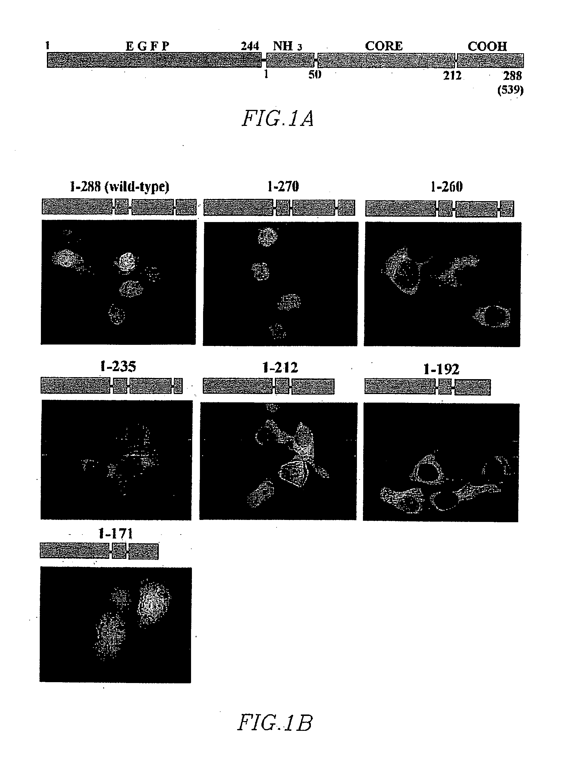 Nuclear localization signal of lentiviral integrase and method of use thereof