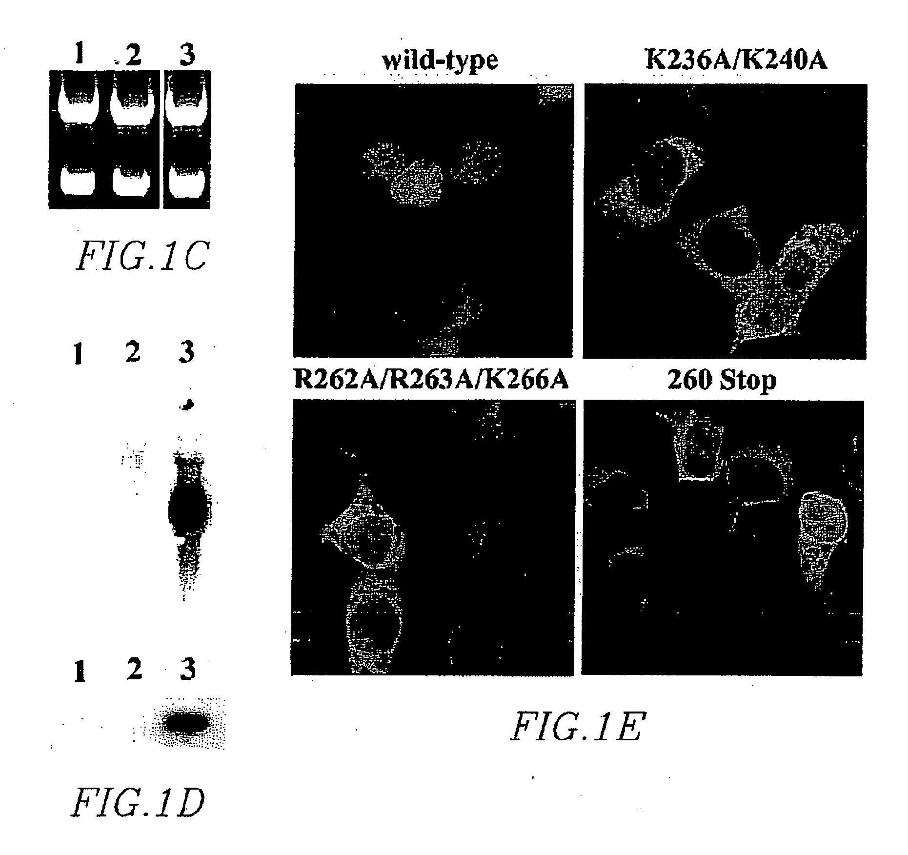 Nuclear localization signal of lentiviral integrase and method of use thereof