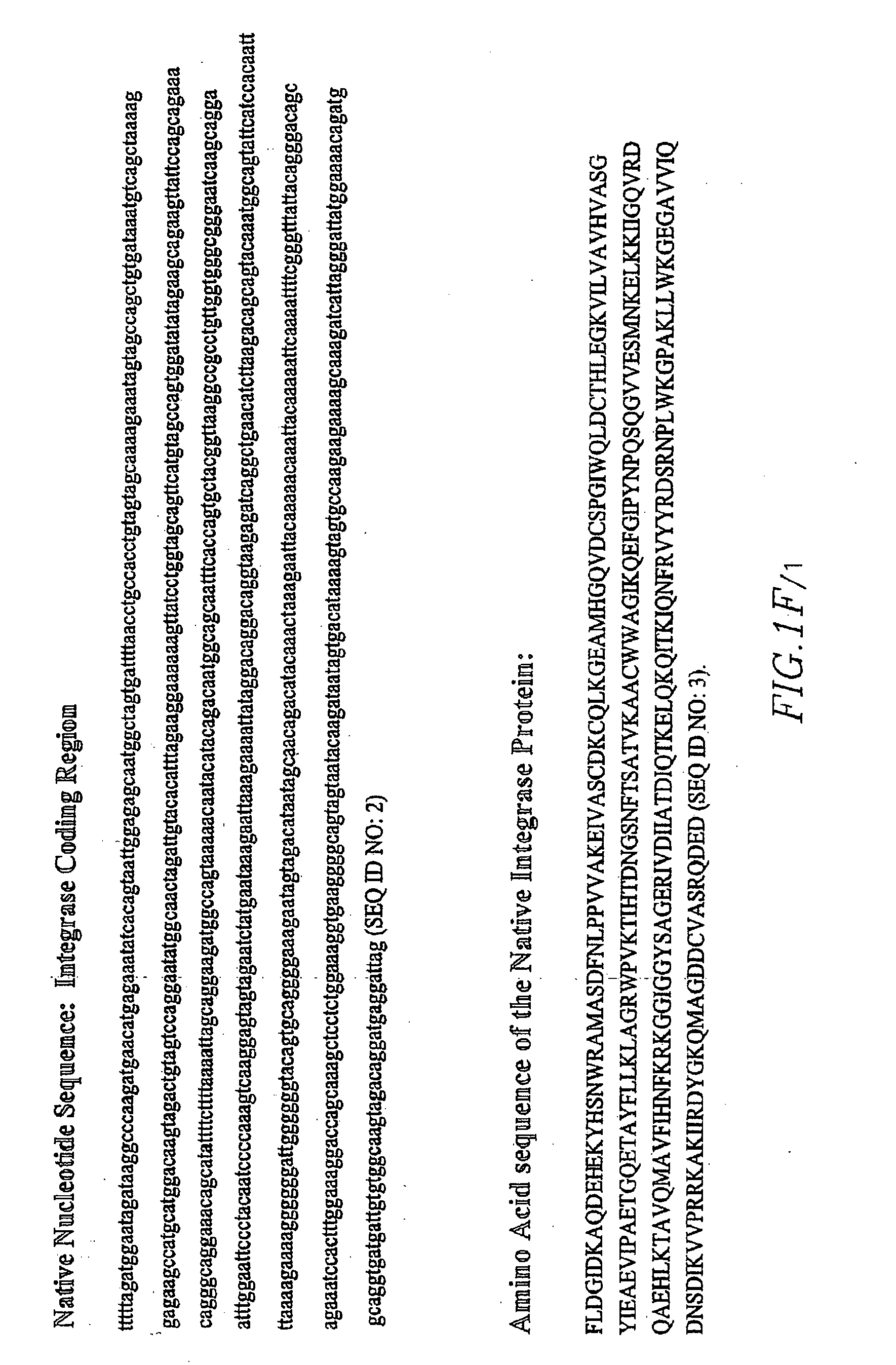 Nuclear localization signal of lentiviral integrase and method of use thereof