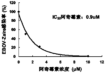 Application of macrolides in anti-filovirus infection