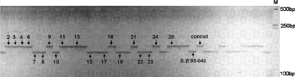 Method for assisting in identifying resistance of soybeans to soybean mosaic viruses