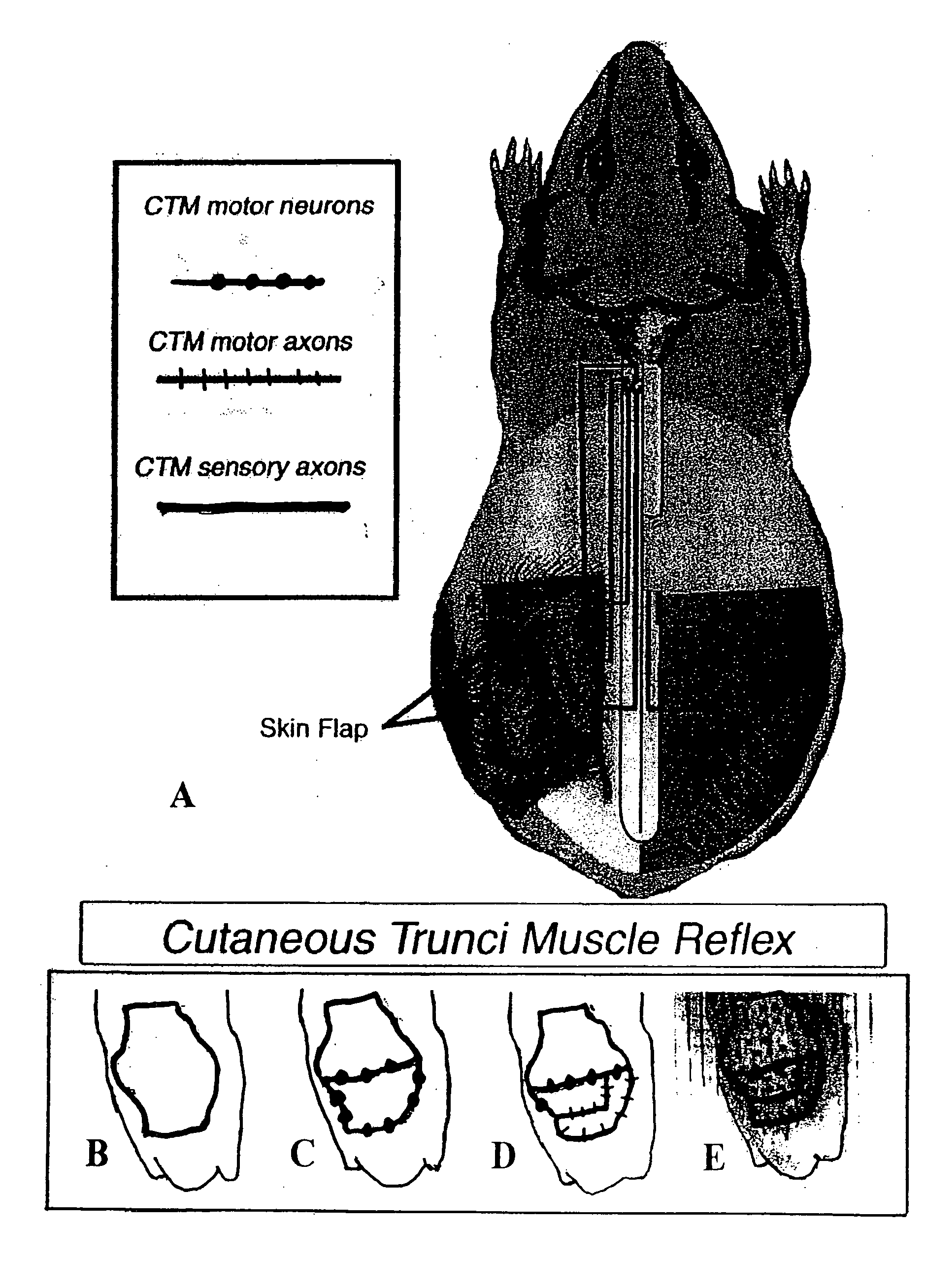 Method of treatment for central nervous system injury
